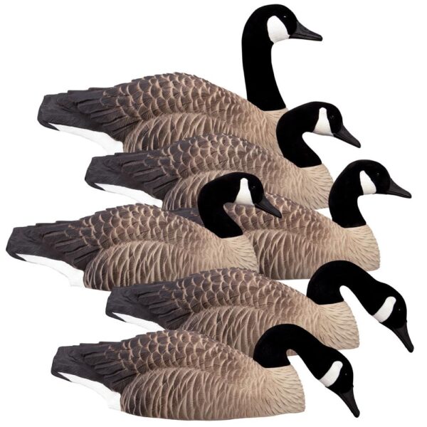 Six realistic goose decoys in formation.