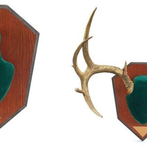 Deer antlers mounted on wooden plaque.