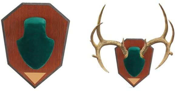 Deer antlers mounted on wooden plaque.
