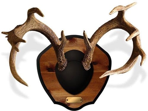 mmrpm in use.jpg Mounted antlers on wooden plaque display